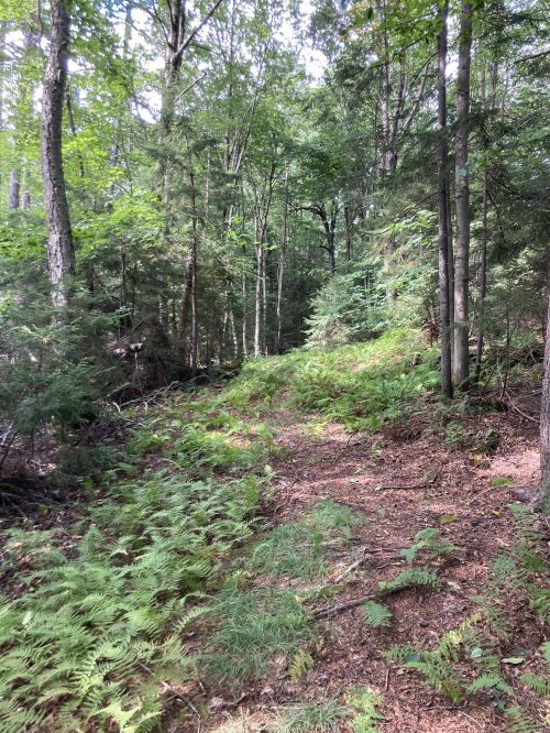 A serene forest path surrounded by lush greenery and tall trees, with ferns lining the ground.