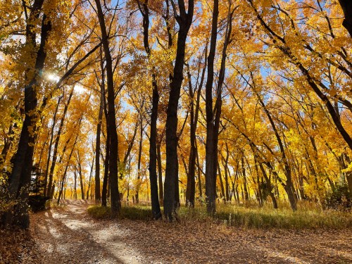 A sunlit path winds through a forest of tall trees with vibrant yellow leaves in autumn.