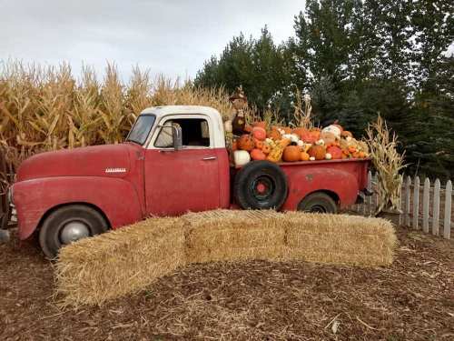 A vintage red truck filled with pumpkins and gourds, surrounded by cornfields and hay bales.