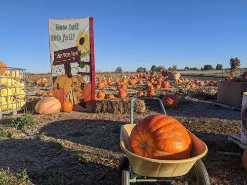 A pumpkin patch with a sign asking "How tall this fall?" and a wheelbarrow filled with a large pumpkin.