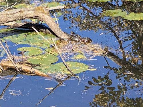 A turtle rests on a log surrounded by lily pads in a calm pond, with reflections of trees in the water.