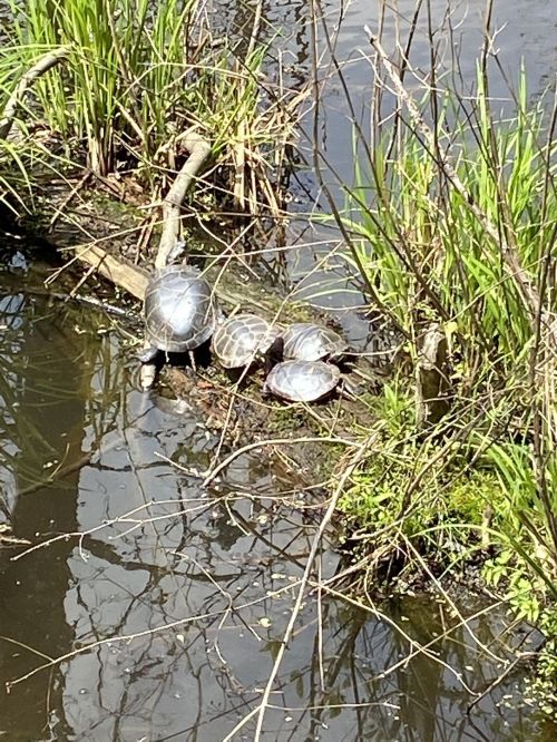Three turtles basking on a log in a calm pond, surrounded by green grass and reflections in the water.