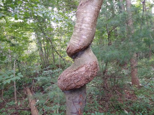 A twisted tree trunk with textured bark, surrounded by lush green foliage in a forest setting.