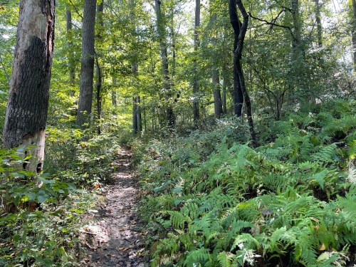 A serene forest path surrounded by lush green ferns and tall trees, dappled sunlight filtering through the leaves.