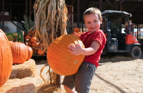 A smiling boy in a red shirt holds a large pumpkin at a pumpkin patch, surrounded by hay and other pumpkins.