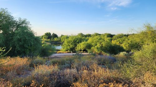 Lush greenery and shrubs surround a calm waterway under a clear blue sky, creating a serene natural landscape.