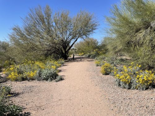 A sandy path winds through a desert landscape with green shrubs and yellow wildflowers under a clear blue sky.