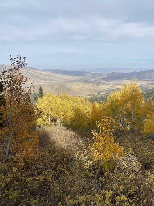 A scenic view of rolling hills and valleys, with vibrant yellow trees in the foreground under a cloudy sky.