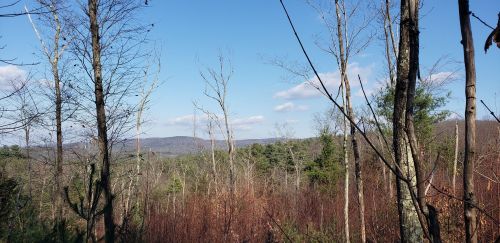 A scenic view of a forest with bare trees and distant mountains under a clear blue sky.