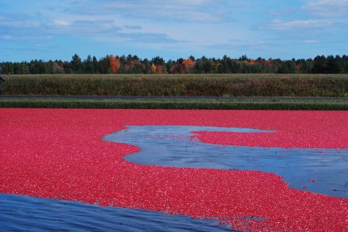 A vibrant cranberry bog with bright red berries floating on water, surrounded by green fields and autumn-colored trees.