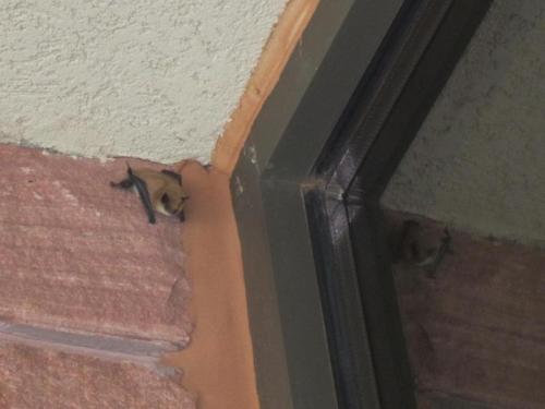 A small bat resting in the corner of a building, with a reflection visible in the nearby window.