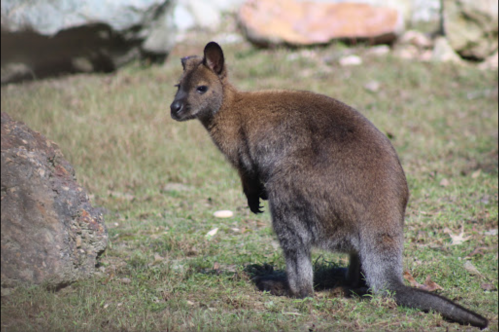 A wallaby stands on grass near a rock, showcasing its brown fur and curious expression.