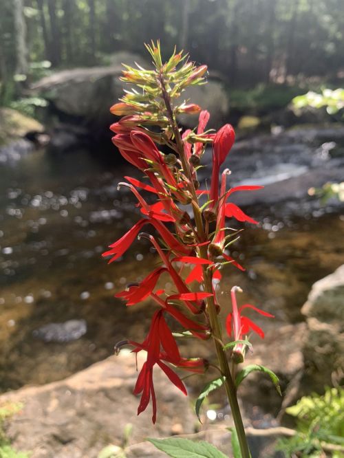 A vibrant red flower stands tall by a flowing stream, surrounded by lush greenery and rocks in the background.
