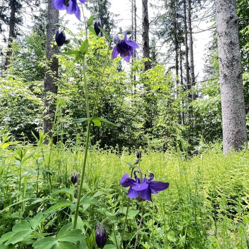 A cluster of purple flowers surrounded by lush green foliage in a forest setting.