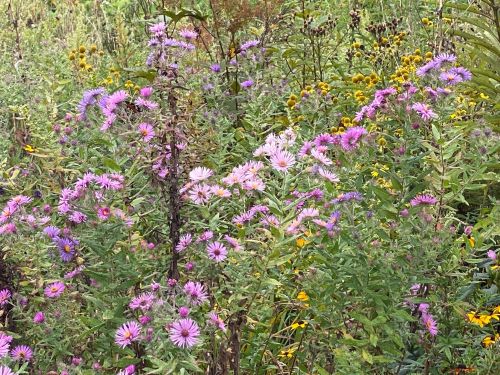 A vibrant field of wildflowers featuring pink and purple asters among yellow blooms and lush green foliage.