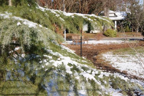 Snow-covered pine branches in a winter landscape, with a bench and house in the background.