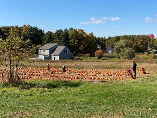 A pumpkin patch with people selecting pumpkins, surrounded by trees and a house in the background under a clear blue sky.