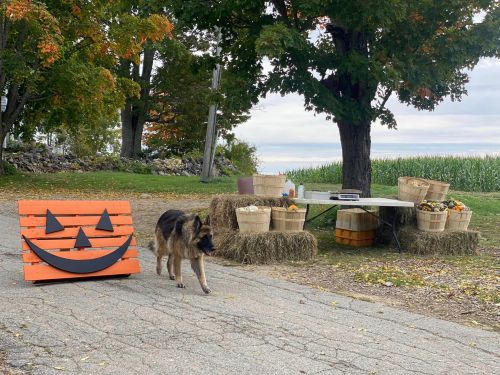 A German Shepherd walks past a pumpkin display and baskets near a table in a scenic outdoor setting.