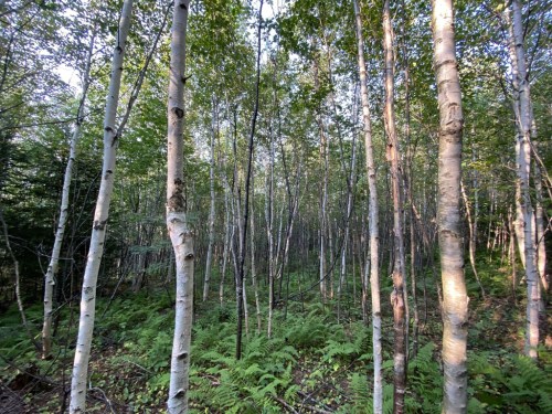 A dense forest with tall, slender trees and lush green ferns covering the ground. Sunlight filters through the leaves.