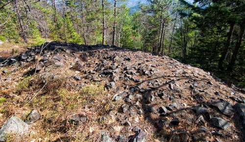 Rocky terrain covered with sparse vegetation, surrounded by trees in a forested area.