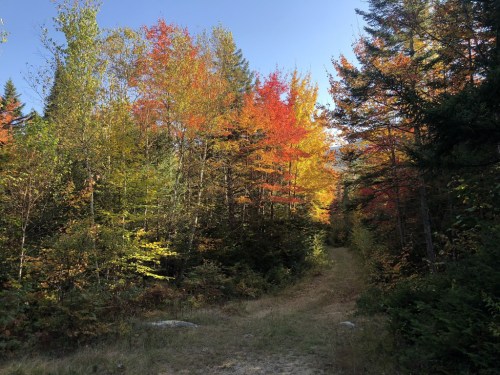 A scenic forest path surrounded by vibrant autumn foliage in shades of red, orange, and yellow.