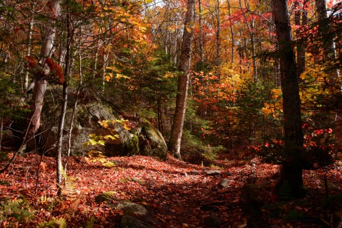 A serene forest path covered in colorful autumn leaves, surrounded by vibrant trees and a large rock.