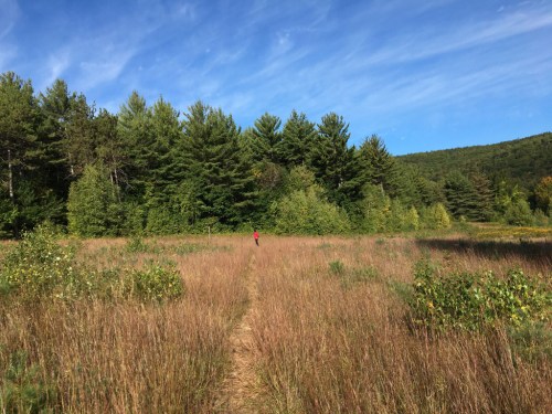 A person walks along a path through tall grass, surrounded by trees and a clear blue sky.