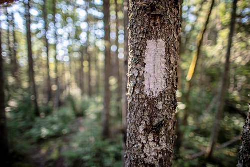 A close-up of a tree trunk in a forest, with blurred greenery in the background.