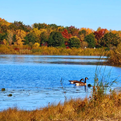 Two geese swim in a calm lake surrounded by vibrant autumn foliage and clear blue skies.