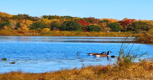 Two geese swim in a calm lake surrounded by vibrant autumn foliage and clear blue skies.