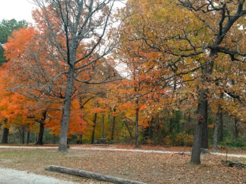 Colorful autumn trees with orange and yellow leaves in a park setting, with a gravel path and fallen leaves.