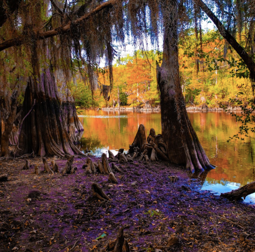 A serene swamp scene with cypress trees, colorful foliage, and calm water reflecting autumn hues.