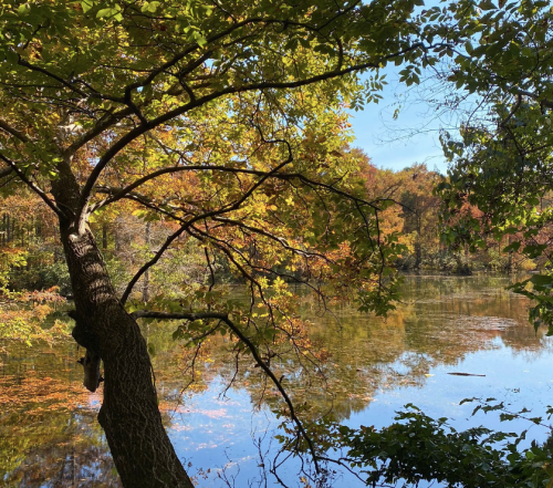 A serene lake surrounded by trees with vibrant autumn foliage under a clear blue sky.