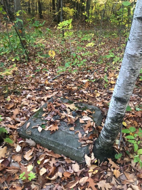 A concrete slab partially covered by fallen leaves, with a tree growing beside it in a wooded area.