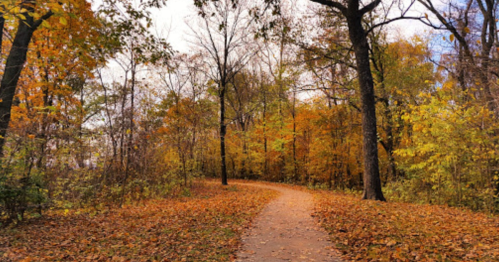 A winding path through a forest with vibrant autumn foliage and fallen leaves on the ground.