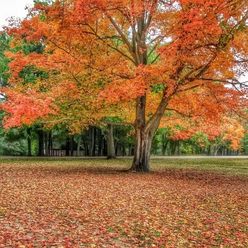 A vibrant autumn scene featuring a tree with orange and yellow leaves, surrounded by a grassy area.
