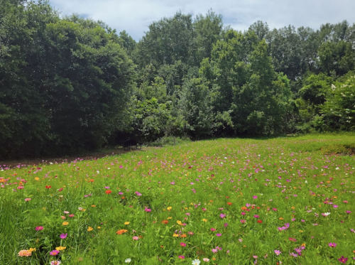 A vibrant field of wildflowers in various colors, surrounded by lush green trees under a clear blue sky.