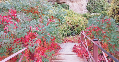 A wooden path leads through vibrant red and green foliage in a serene, natural setting.