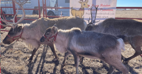 Three reindeer walking in a pen, with a promotional banner for a reindeer rental service in the background.