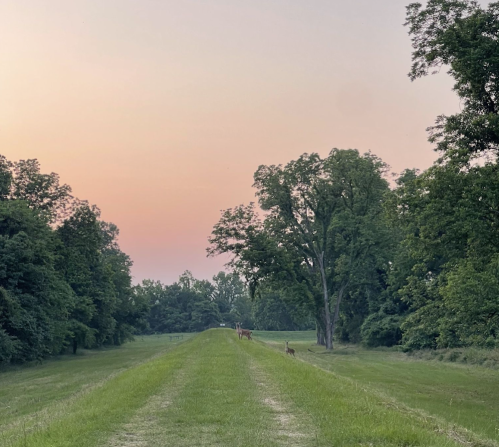 A serene landscape at dusk with a grassy path flanked by trees and deer grazing in the distance.