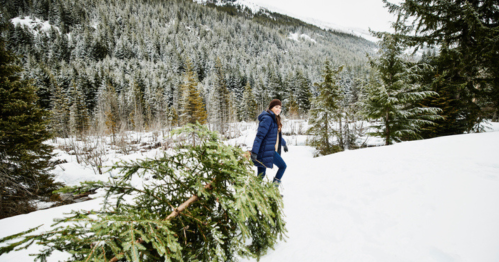 A person in winter clothing pulls a freshly cut tree through a snowy landscape surrounded by evergreen trees.