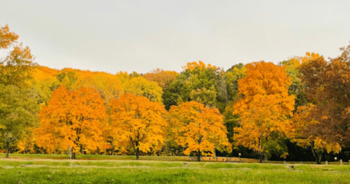 A vibrant autumn landscape featuring trees with bright orange and yellow leaves against a green field.