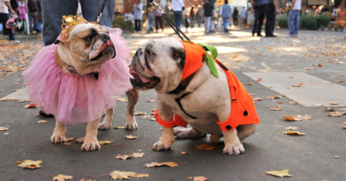 Two bulldogs in costumes: one in a pink tutu and crown, the other in an orange outfit, surrounded by autumn leaves.