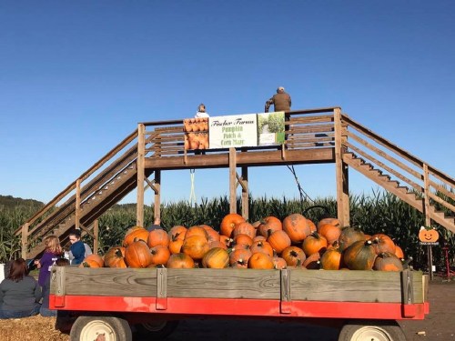 A red wagon filled with pumpkins in front of a wooden platform where people are sitting, with cornfields in the background.