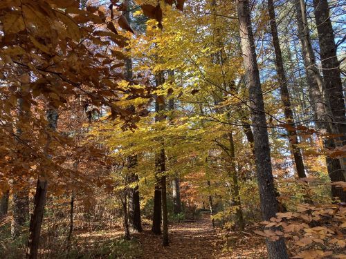 A serene forest path surrounded by trees with vibrant autumn leaves in shades of yellow and orange.