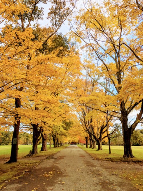 A tree-lined path with vibrant yellow autumn leaves under a clear blue sky.