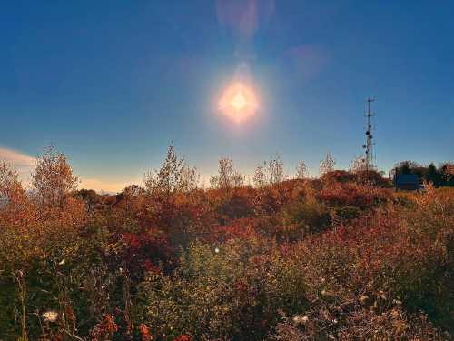 A vibrant landscape with colorful foliage under a bright sun, featuring a communication tower in the background.