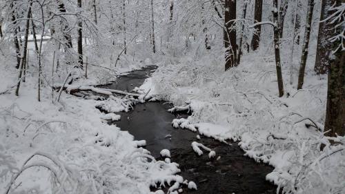 A serene winter scene of a stream surrounded by snow-covered trees and a blanket of fresh snow on the ground.
