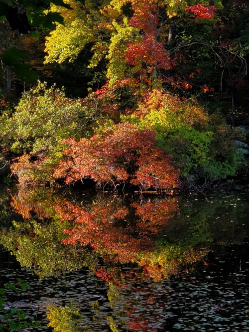 Vibrant autumn foliage reflects on a calm pond, showcasing shades of red, orange, and green amidst a serene landscape.