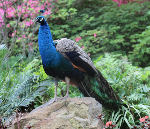 A vibrant peacock stands on a rock, showcasing its colorful feathers against a lush, green background.